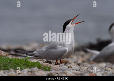 Common Tern Sterna hirundo Stock Photo