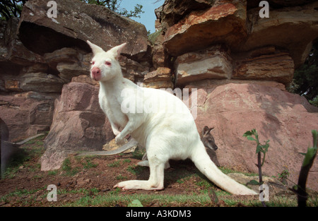 A rare Albino Wallaby at Leonardslee near Horsham West Sussex where wallabies have been kept since 1889  and now total over 30. Stock Photo