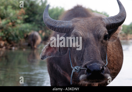 Water buffalo enjoying a bath in the river Mekong on the Laotian island of Don Det in the 4000 islands region. Stock Photo