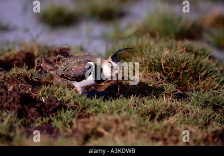 Northern Lapwing (Vanellus vanellus), adult bird catching worm in wet greenland areas, Ellewick, Muensterland Stock Photo