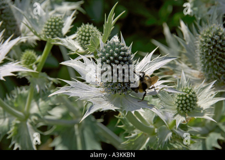 Ornamental thistle Bee July 2006 Stock Photo