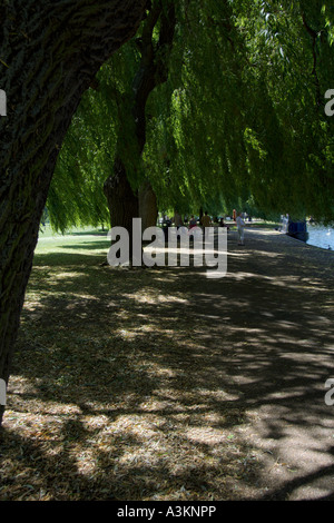 River Walk beneath Weeping Willows beside River Avon at Stratford Upon Avon Warwickshire England July 2006 Stock Photo