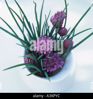 cut chives in a jug on a sunny windowsill Stock Photo