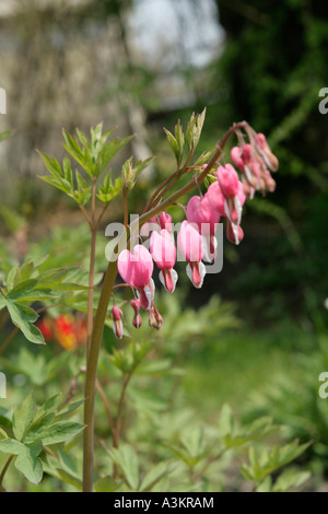 Bleeding heart flowers Stock Photo