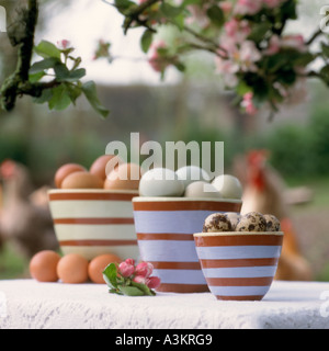 speciality eggs in striped bowls in an orchard setting Stock Photo