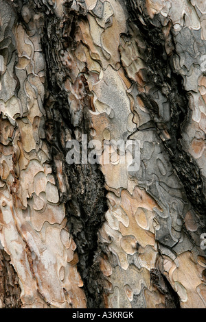 Pine tree bark Stock Photo