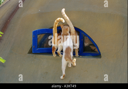 three cats climbing through blue window Stock Photo