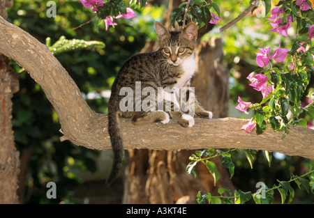 young domestic cat sitting on branch Stock Photo