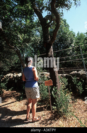 Cork Oak near the Nuraghe Maiori at Tempio Pausania in Sardinia Stock Photo