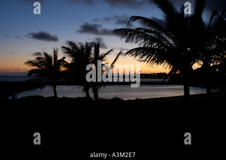 Tropical palm trees silhouetted against a powerful dark sea and sky Stock Photo