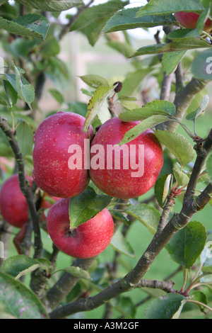 Apple (Malus domestica) Court Pendu Plat Stock Photo