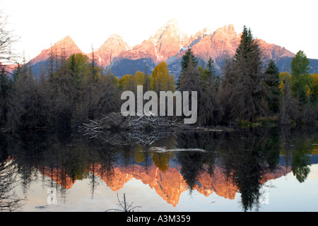 Beaver lodge on Snake River with Teton Mt range in pink early morning glow Stock Photo