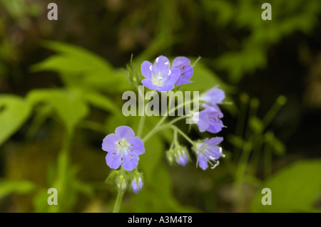 Lavender Waterleaf wildflowers Stock Photo