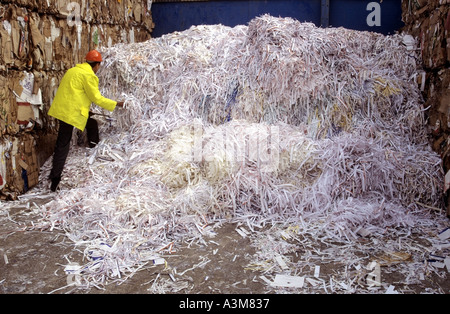 Man working in interior of large factory warehouse paper mill building processing industrial waste cardboard & paper for recycling Essex England UK Stock Photo