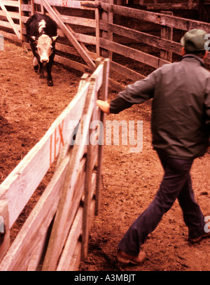 beef cattle being herded into holding pen gate in stock yard stockyard Stock Photo