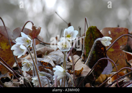Sharp lobed Hepatica wildflower Stock Photo