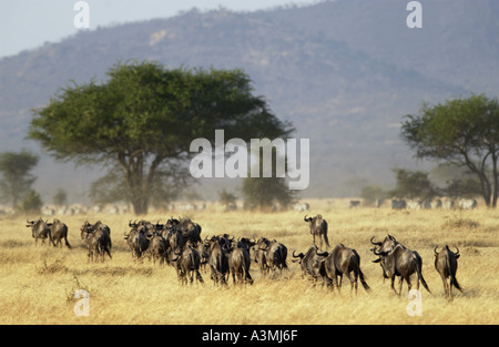 Herd of migrating Blue Wildebeest Grumeti Tanzania Stock Photo