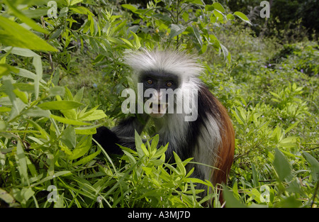 Adult Zanzibar Red Colobus monkey in woodland Zanzibar island Stock Photo