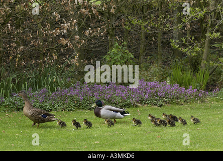 Mallard duck and drake with their ducklings Stock Photo
