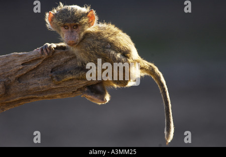 Baby Olive Baboon hanging on the end on a branch Grumeti Tanzania Stock Photo