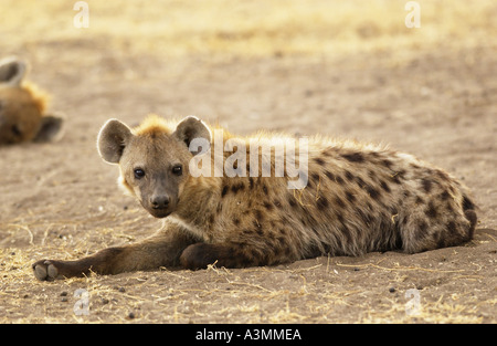 Spotted Hyena resting Grumeti Tanzania Stock Photo