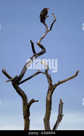 Vulture roosting Grumeti Tanzania East Africa Stock Photo