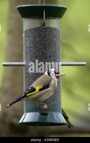 Goldfinch on a birdfeeder loaded with thistle niger seeds Cotswolds England Stock Photo