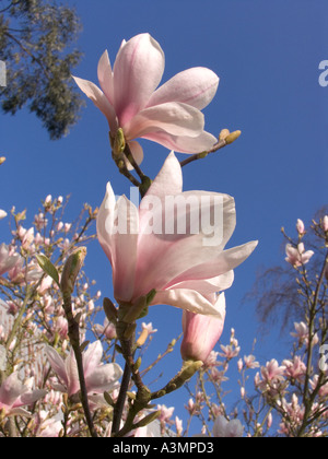 Oxfordshire garden springtime Magnolia soulangiana in bud Stock Photo