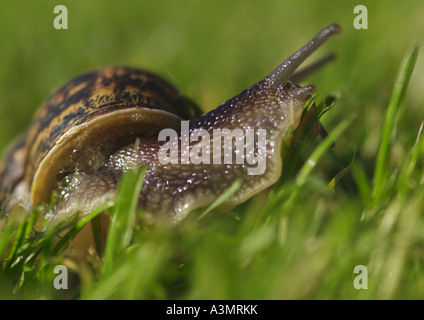 Garden Snail Helix aspersa Stock Photo