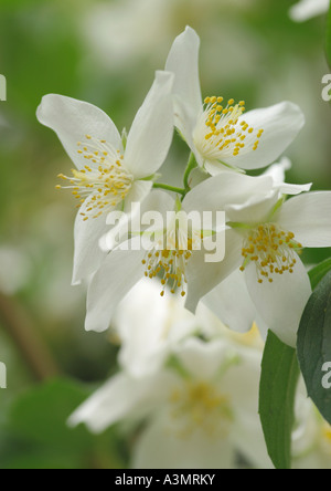 Deutzia gracilis Stock Photo