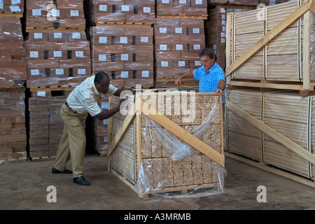 The checking and packaging of Sapele wood dowelling used in furniture mouldings before export to European Union, UK and USA Stock Photo