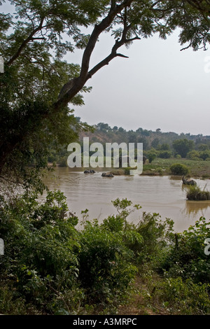 African Savanna Elephants with cattle egrets at water hole in Mole National Park, Ghana, West Africa. Stock Photo