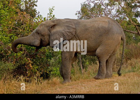 African Savanna Elephant feeding in Mole National Park, Ghana, West Africa. Stock Photo