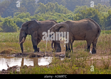 African Savanna Elephants with cattle egrets at water hole in Mole National Park, Ghana, West Africa. Stock Photo