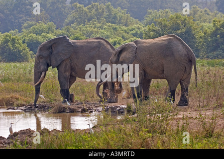 African Savanna Elephants with cattle egrets at water hole in Mole National Park, Ghana, West Africa. Stock Photo