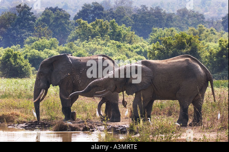 African Savanna Elephants with cattle egrets at water hole in Mole National Park, Ghana, West Africa. Stock Photo