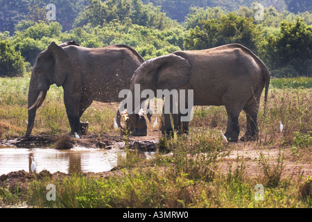 African Savanna Elephants with cattle egrets at water hole in Mole ...