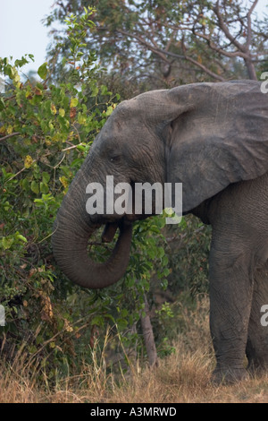 African Savanna Elephant feeding in Mole National Park, Ghana, West Africa. Stock Photo