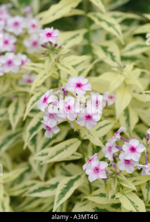 Phlox paniculata Nora Leigh Stock Photo
