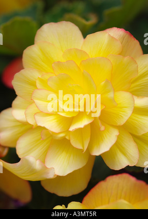 Close up of Begonia tuberhybrida Stock Photo