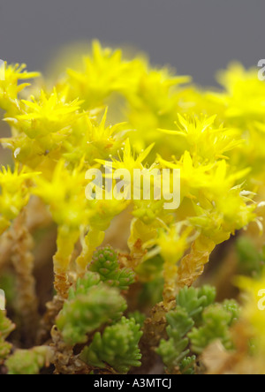 Sedum acre Biting Stonecrop Common Stonecrop Stock Photo