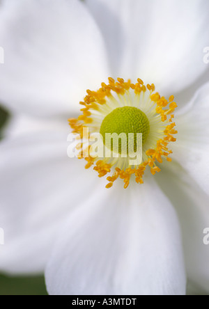 Anemone x hybrida Honorine Jobert Stock Photo