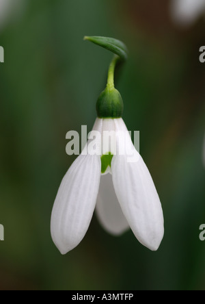 Galanthus elwesii var Monostictus Snowdrop Stock Photo