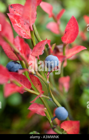 Bilberry ( Vaccinium myrtillus ) berries at late Autumn , Finland Stock Photo