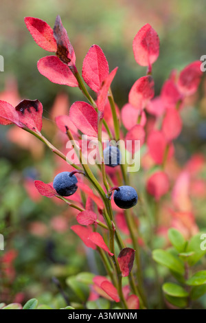 Bilberry ( Vaccinium myrtillus ) berries at late Autumn , Finland Stock Photo