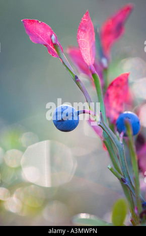 Blueberries ( Vaccinium myrtillus ) at late Autumn , Finland Stock Photo