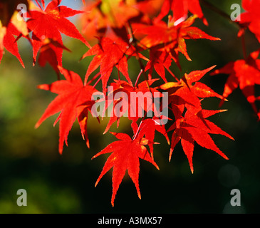 Maple leaves with autumn red colours Miyajima Island Hiroshima Japan Stock Photo