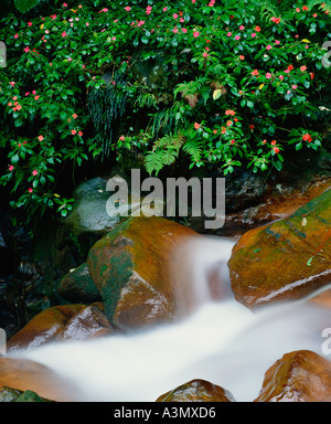 A mountain stream with wild Impatiens Busy Lizzy growing around it Yangmingshan National Park Taiwan Stock Photo