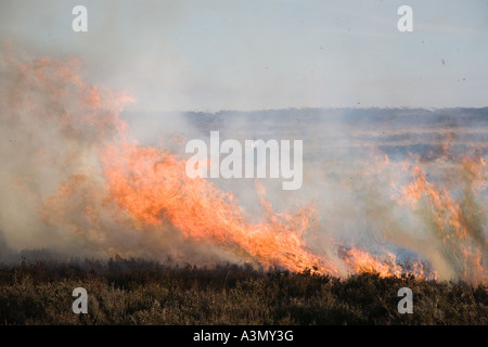 Controlled heather burning on moorland, April husbandry of the Grouse Moors. Two gamekeepers burn heather to encourage new heather shoots for food. Stock Photo