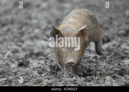 Tamworth brown Berkshire dark and Tamworth Berkshire brown black markings cross pigs and piglets feeding. Stock Photo